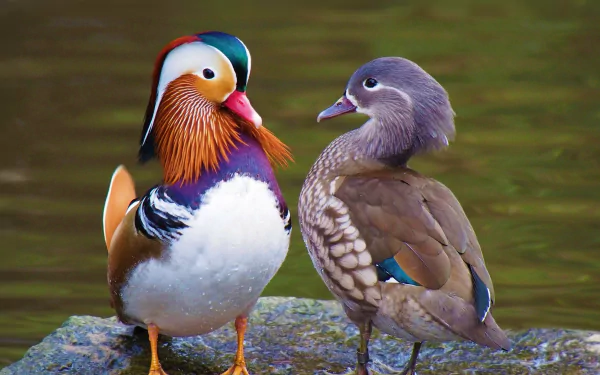 A vibrant couple of mandarin ducks pose together by the water, showcasing their striking colors and unique features, creating a beautiful nature scene for an HD desktop wallpaper.