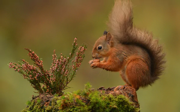 eating rodent Animal squirrel HD Desktop Wallpaper | Background Image