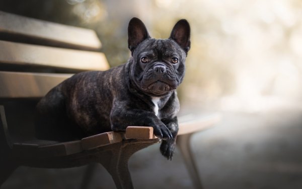 Animal French Bulldog Dogs Bench Dog Depth Of Field Stare HD Wallpaper | Background Image