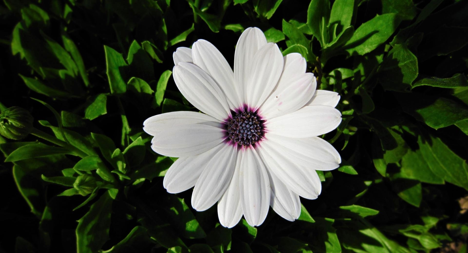 Nature African Daisy Wallpaper