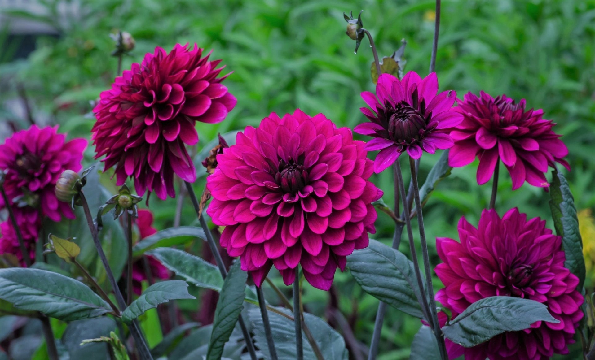 Purple Dahlias HD Wallpaper | Background Image | 2048x1240 | ID:878455