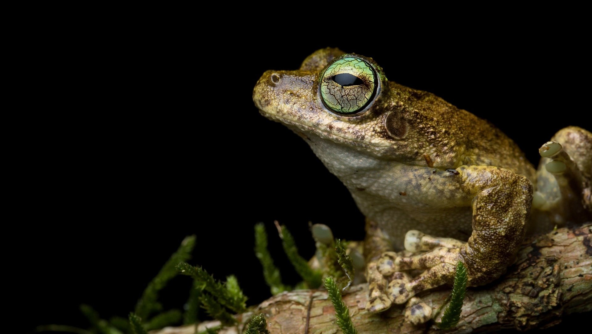 Download Amphibian Animal Frog HD Wallpaper