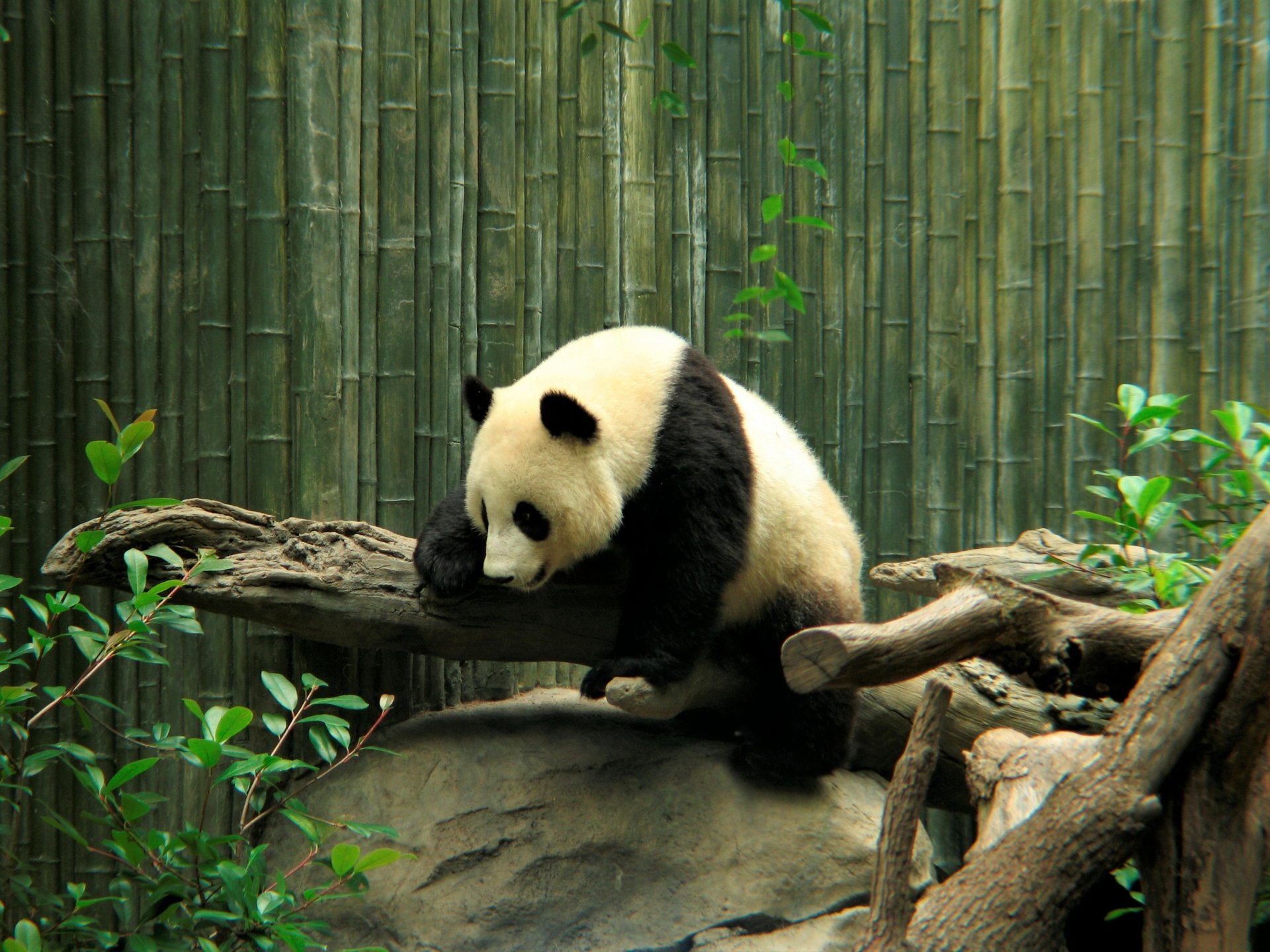 Download Zoo Cute Animal Panda HD Wallpaper