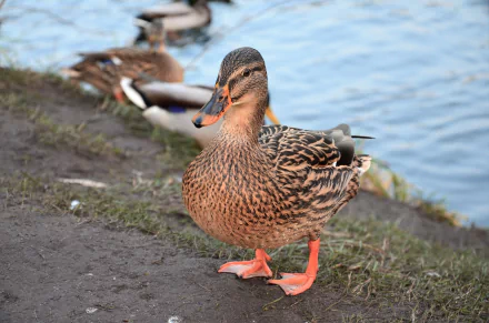  Female Mallard