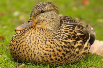  Female Mallard