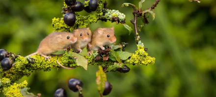 Three small rodents perched on a mossy branch with dark berries, captured in a vibrant HD PC desktop wallpaper featuring mice and natural greenery.