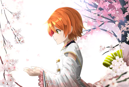 HD anime desktop wallpaper featuring Rin Hoshizora from Love Live! standing amidst blooming cherry blossoms with a serene expression.