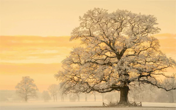 A stunning HD wallpaper depicting a snow-covered tree at sunset. The wintery landscape showcases nature's beauty with a golden sky in the background, creating a serene and captivating scene.