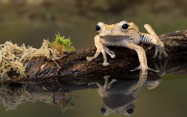 Close-up of a frog resting on a branch above water, with its clear reflection visible, capturing the amphibian in vivid detail as an HD desktop wallpaper.