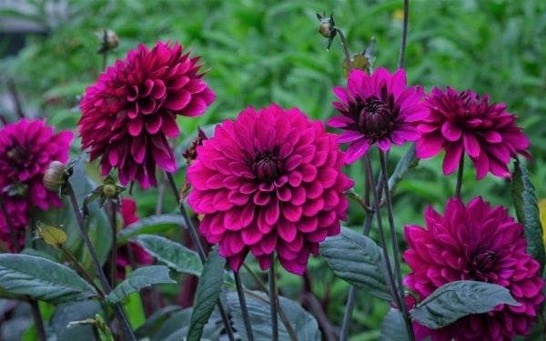 Nature Dahlia Flowers Flower Purple Flower HD Wallpaper | Background Image
