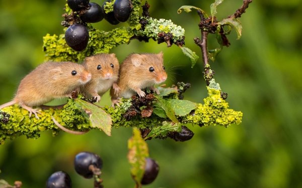 Animal Mouse Wildlife Rodent Berry HD Wallpaper | Background Image