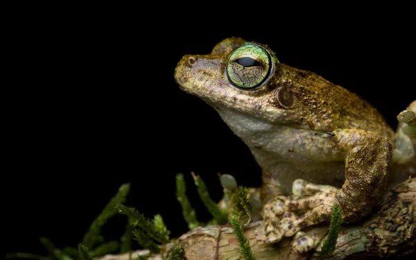 amphibian Animal frog HD Desktop Wallpaper | Background Image