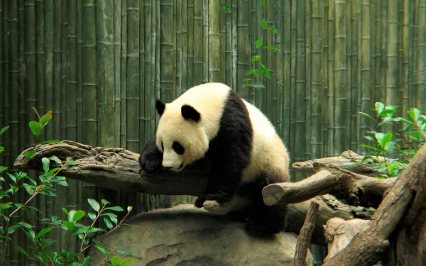 HD PC desktop wallpaper of a cute panda resting on a log at a zoo, surrounded by bamboo stalks and greenery.
