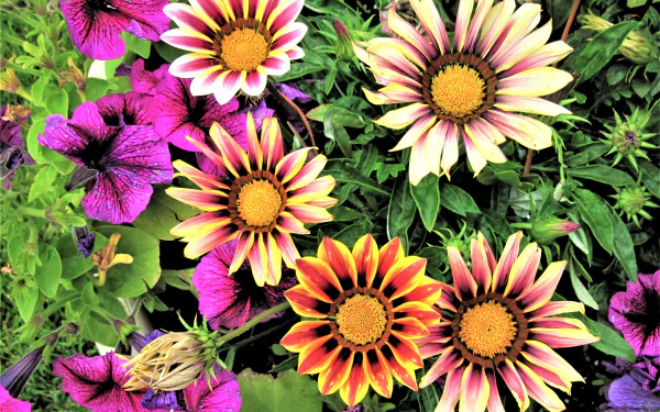 Colorful gazania flowers and purple blooms in vivid colors — a nature scene, 4K Ultra HD PC desktop wallpaper background.