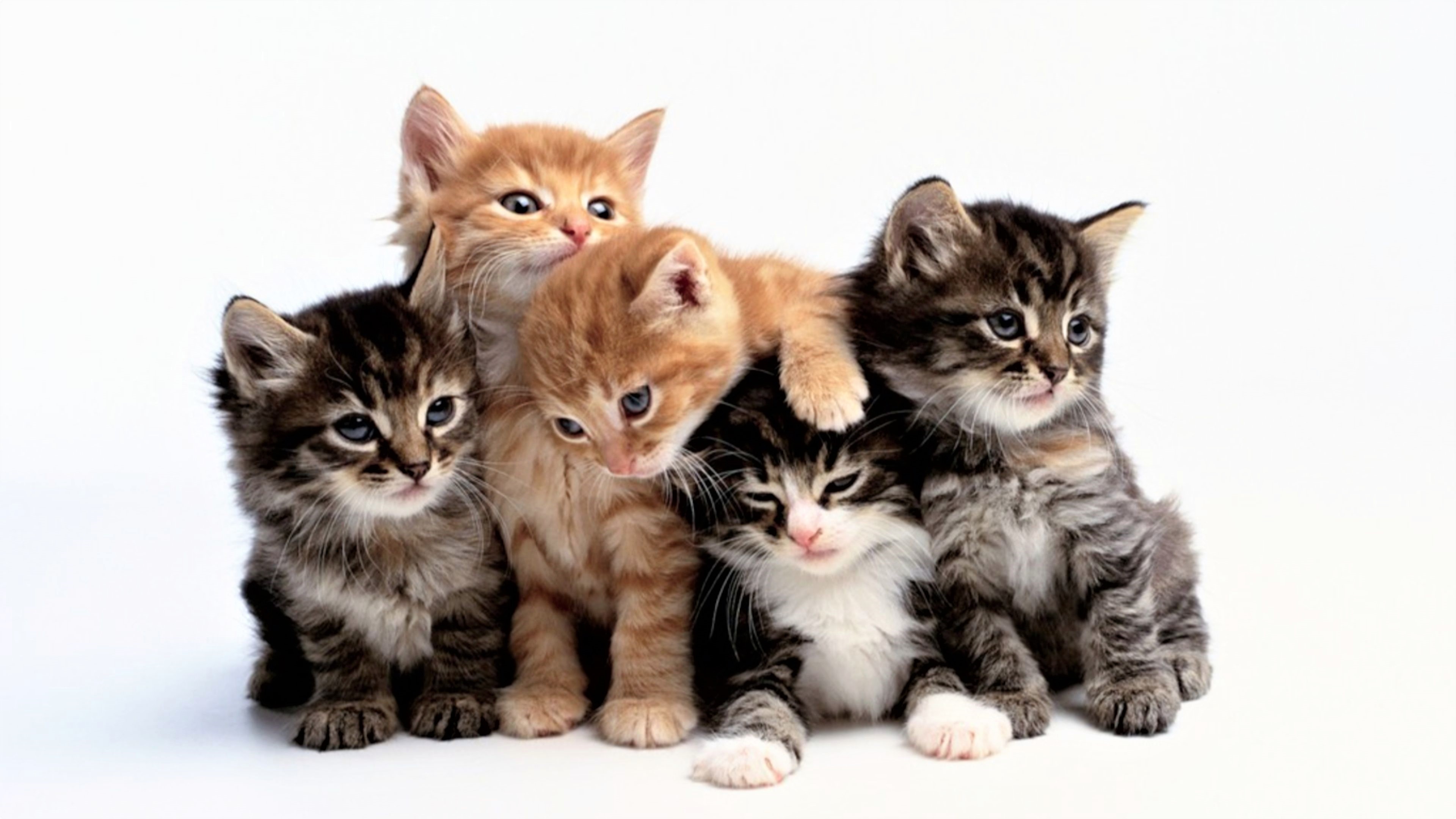 Adorable 4K Ultra HD Baby Kittens Cute Cat Wallpaper Delight