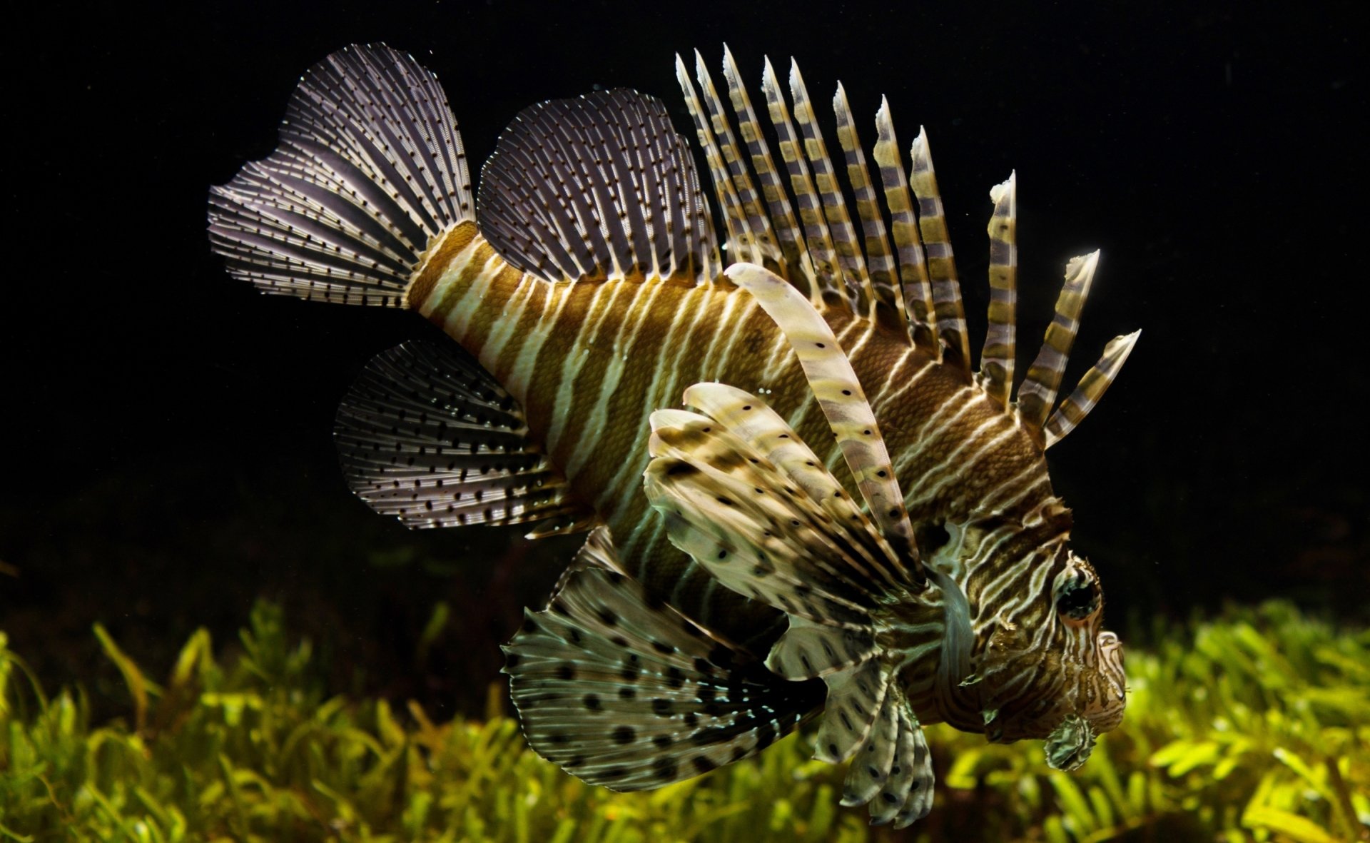 HD desktop wallpaper showcasing a vibrant lionfish with striking striped fins swimming above seabed vegetation in dark sea life surroundings.