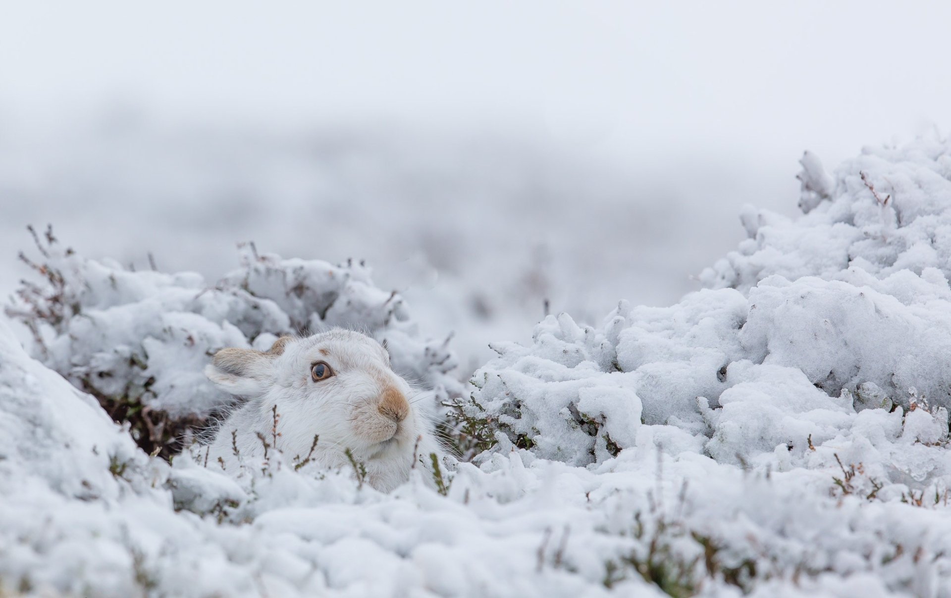 Winter Hideaway: Snowy Rabbit HD Wallpaper | 2048x1289 | Wallpaper Abyss