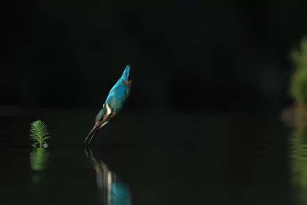  Common (Eurasian) (Small Blue) Kingfisher - alcedo atthis