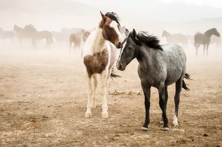 depth of field Animal horse HD Desktop Wallpaper | Background Image