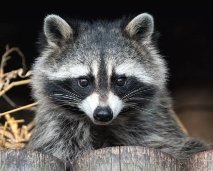 HD PC desktop wallpaper showing an animal raccoon close-up — detailed gray fur, black facial mask and bright eyes against a dark background with straw and wood accents.