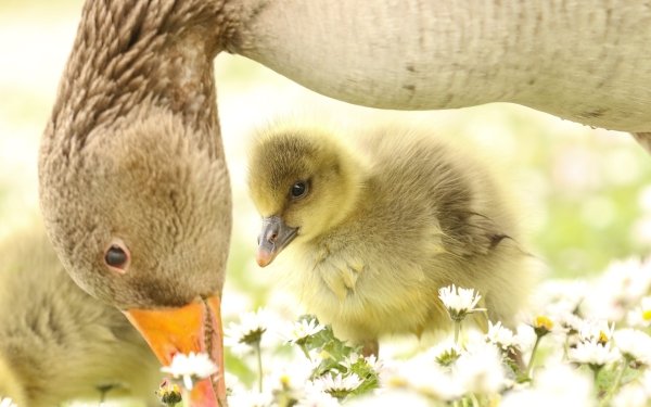 Animal Goose Birds Geese Bird Baby Animal Cute Chick White Flower HD Wallpaper | Background Image