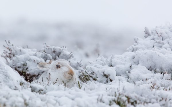 Animal Rabbit Winter Snow HD Wallpaper | Background Image