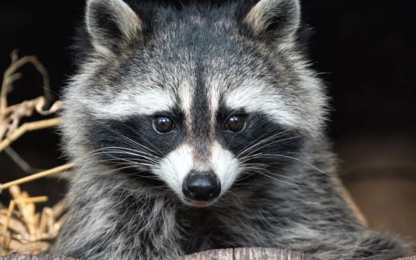 HD PC desktop wallpaper showing an animal raccoon close-up — detailed gray fur, black facial mask and bright eyes against a dark background with straw and wood accents.