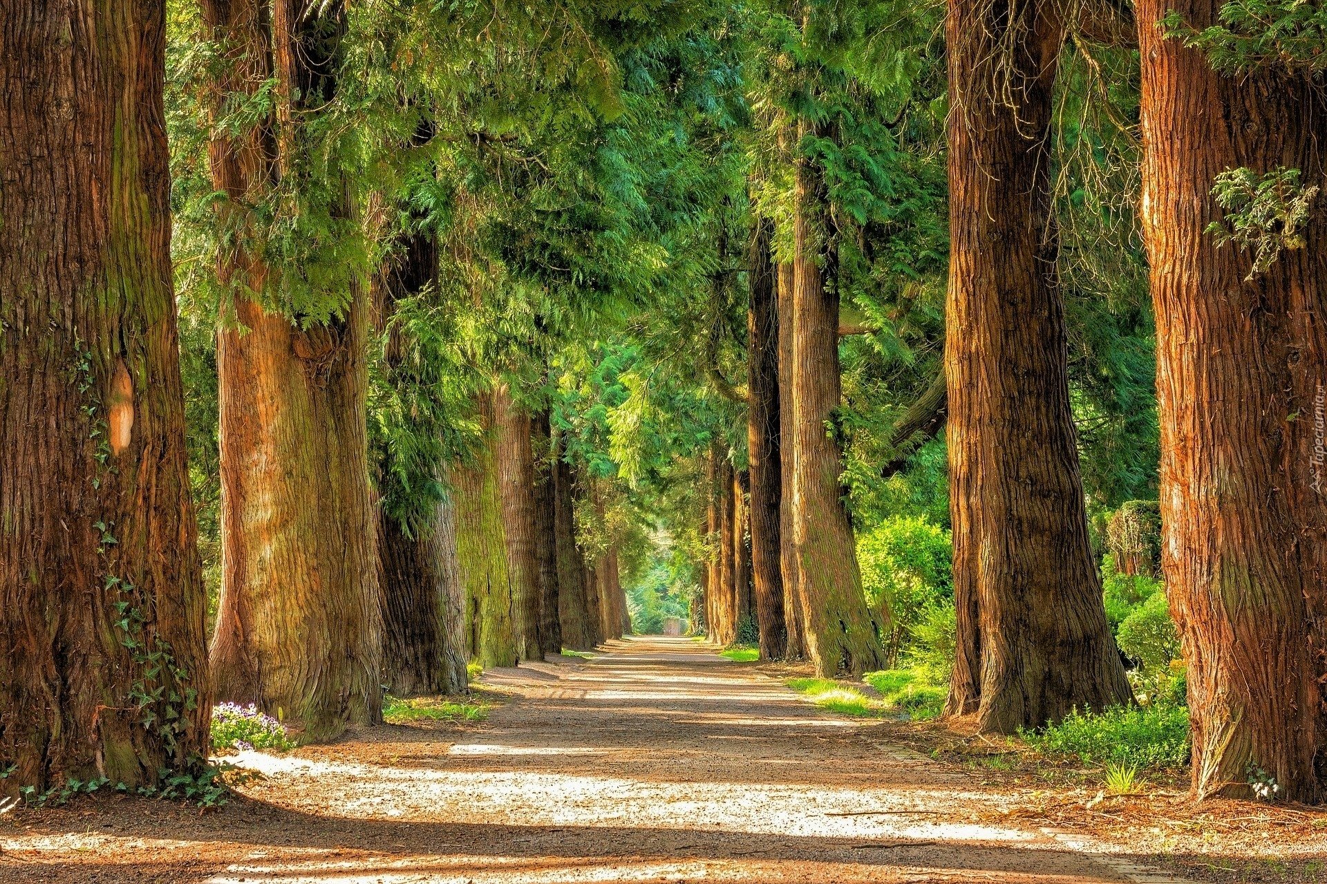 Street Lined with Sequoia Trees HD Wallpaper | Background Image