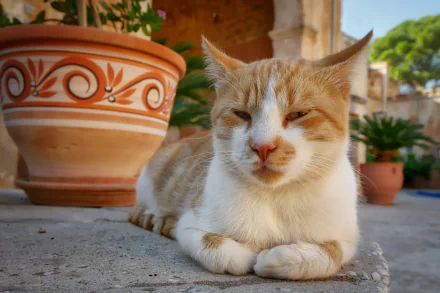 A relaxed cat lying down on a stone surface with decorative terracotta pots and greenery in the background. 4K Ultra HD PC desktop wallpaper.