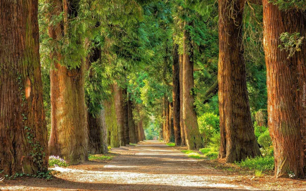 Street Lined with Sequoia Trees