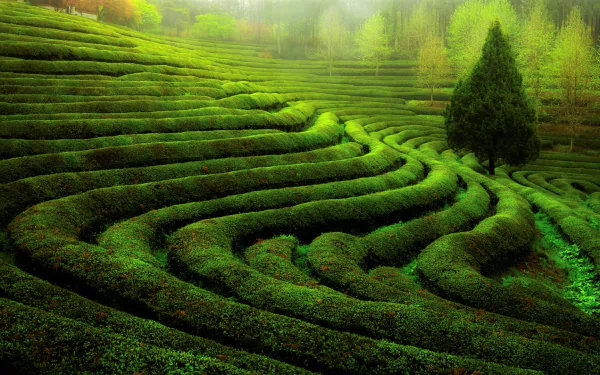  Green Agricultural Field