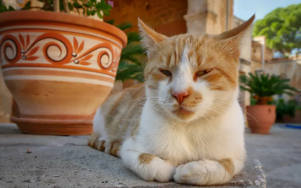 A relaxed cat lying down on a stone surface with decorative terracotta pots and greenery in the background. 4K Ultra HD PC desktop wallpaper.