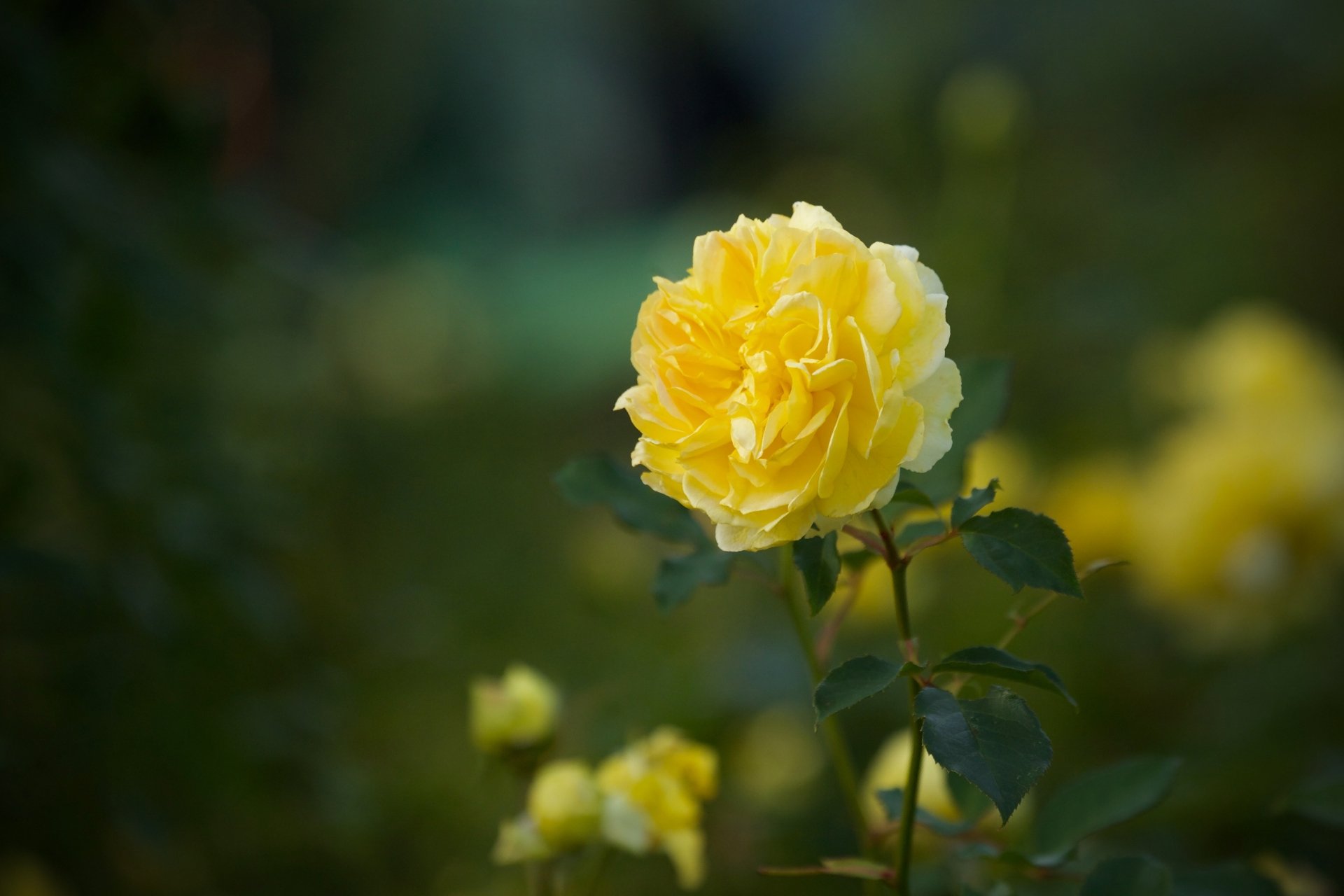 Download Close-up Yellow Flower Flower Nature Rose 4k Ultra HD Wallpaper