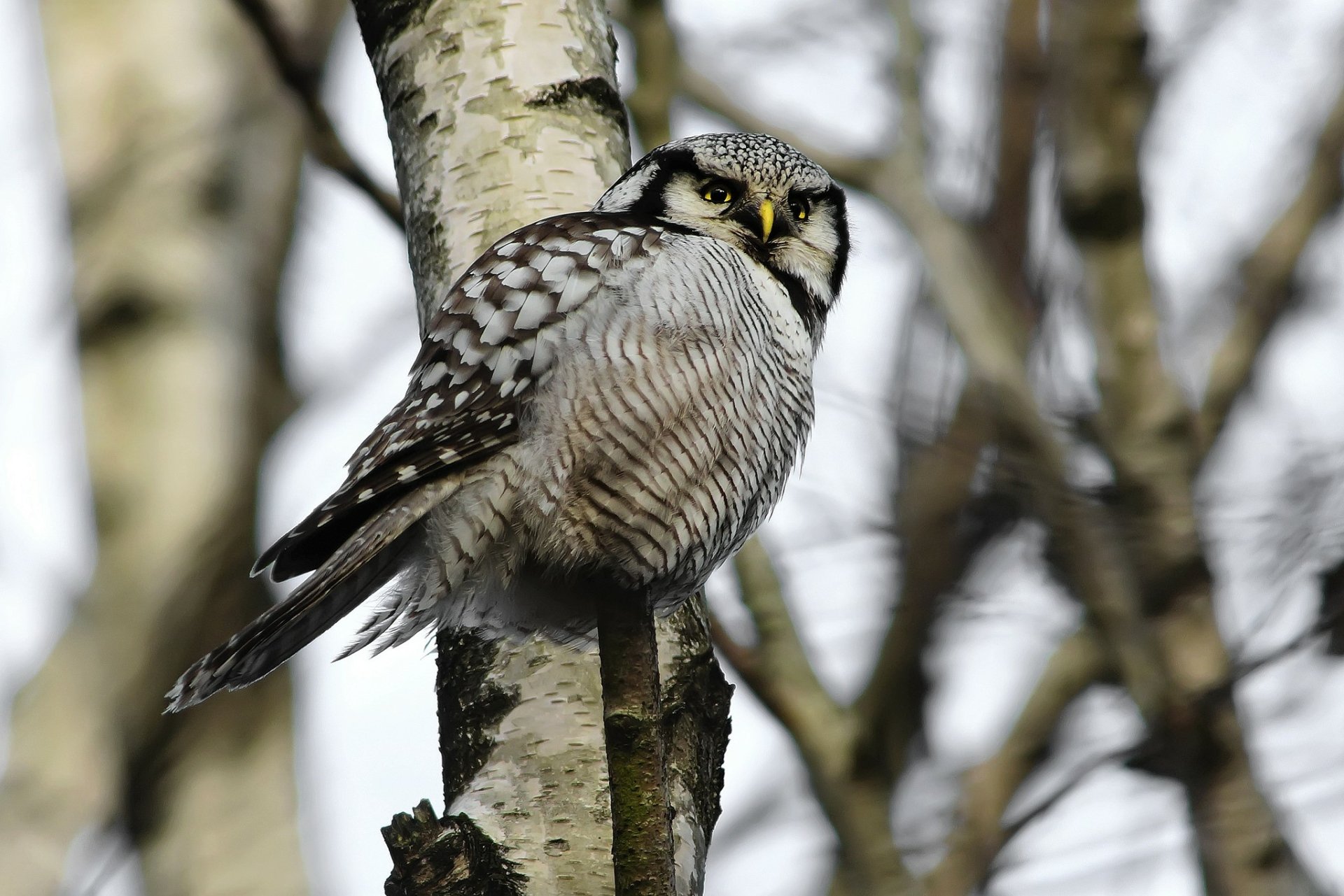 HD desktop wallpaper featuring a detailed owl perched on a birch tree branch against a blurred natural background.
