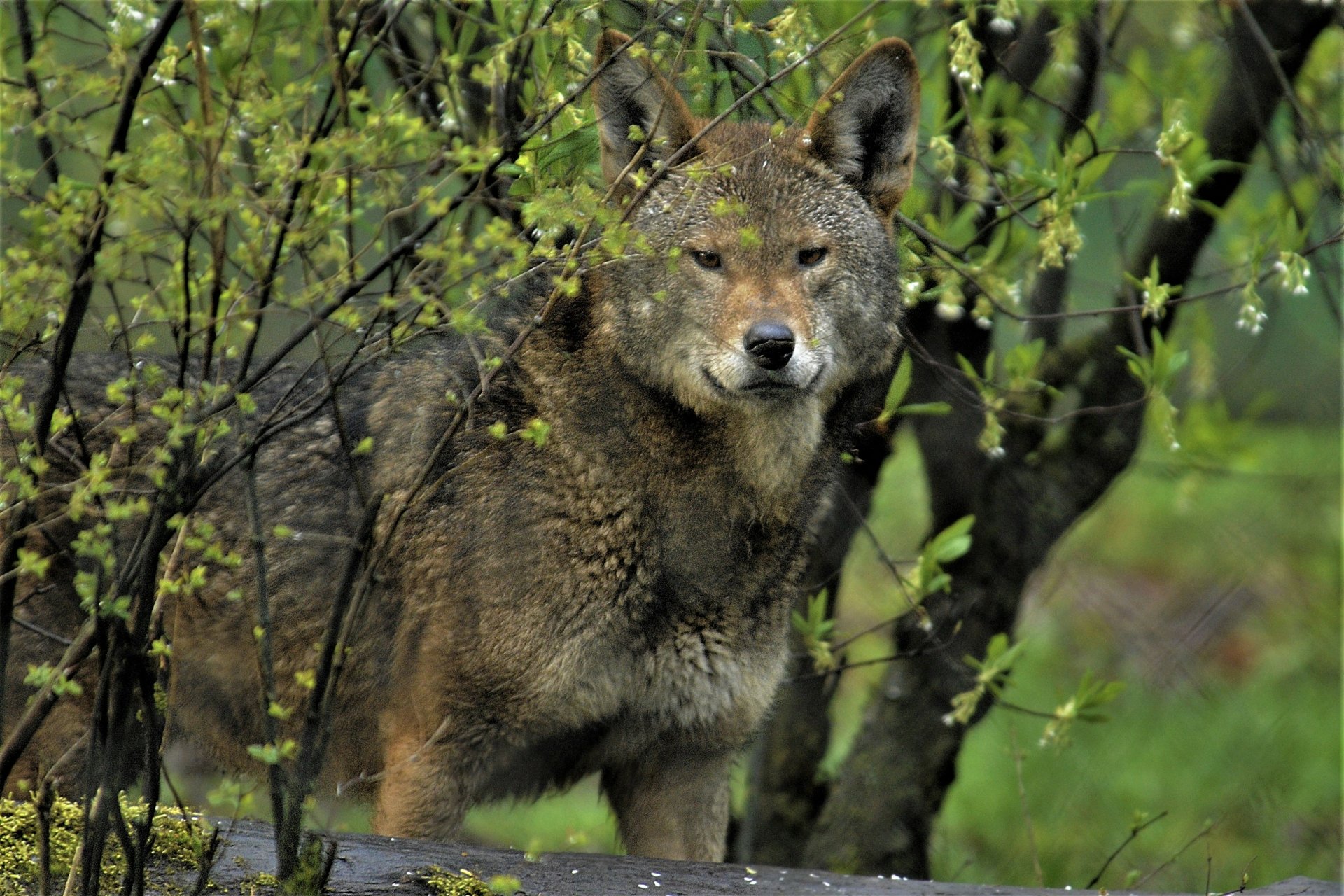 Download Red Wolf Animal Wolf HD Wallpaper