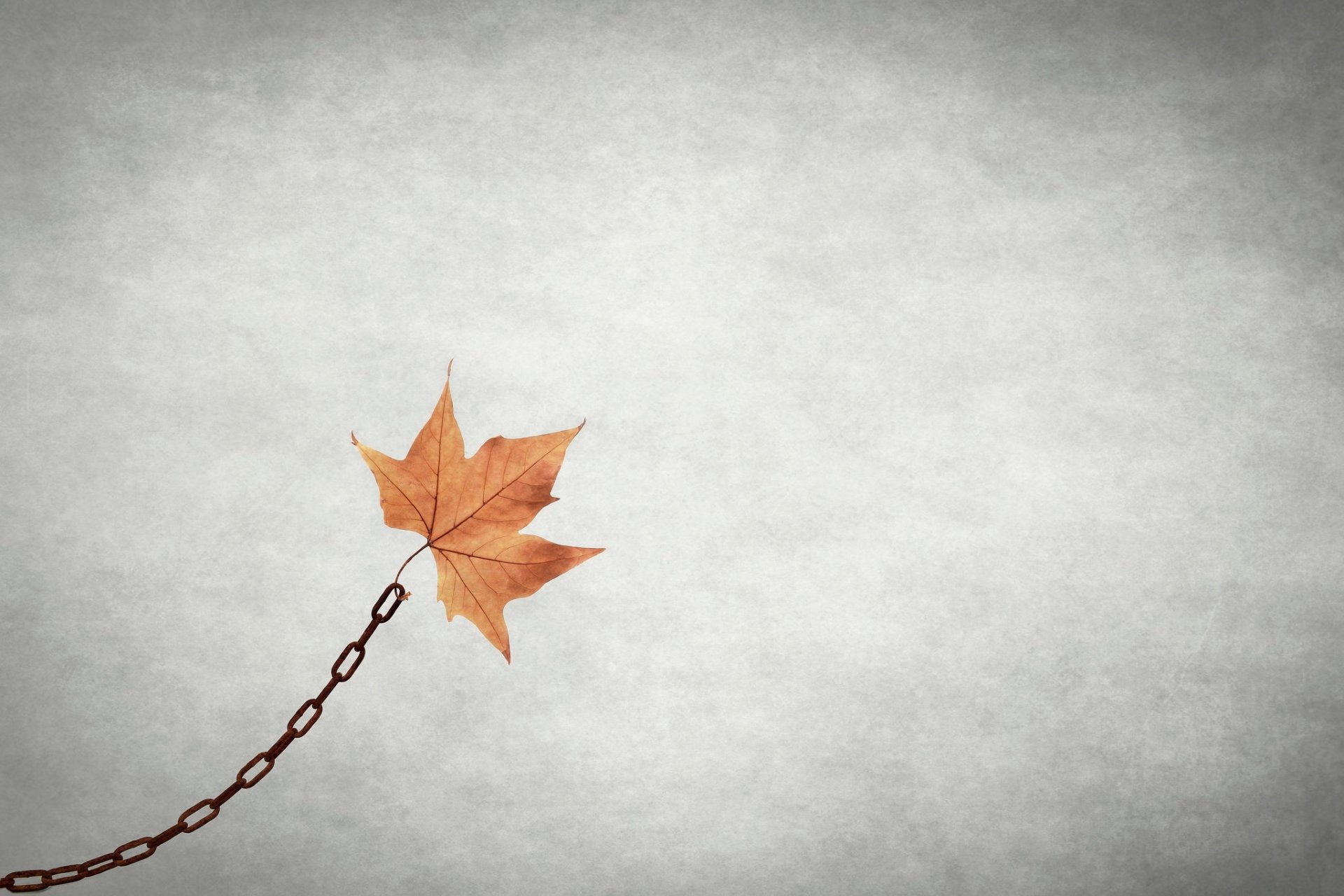 Download Minimalist Chain Artistic Leaf HD Wallpaper