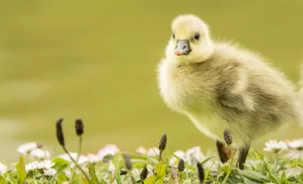 A fluffy baby duckling standing on grass with small flowers, captured in HD for a PC desktop wallpaper featuring a cute animal close-up.