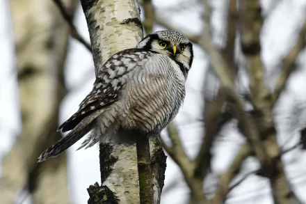 HD desktop wallpaper featuring a detailed owl perched on a birch tree branch against a blurred natural background.