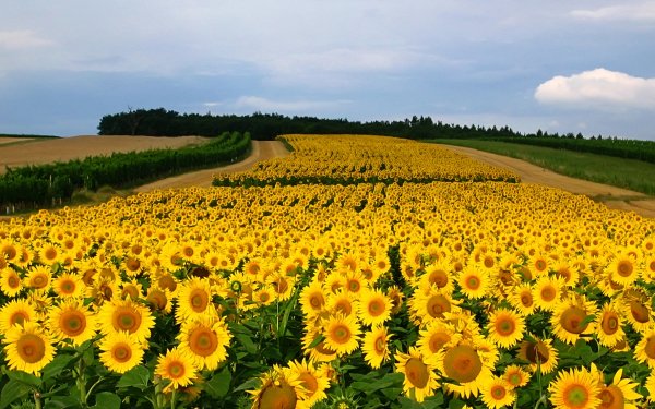 Earth Sunflower Flowers Flower Field Summer Yellow Flower HD Wallpaper | Background Image