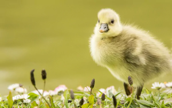 A fluffy baby duckling standing on grass with small flowers, captured in HD for a PC desktop wallpaper featuring a cute animal close-up.