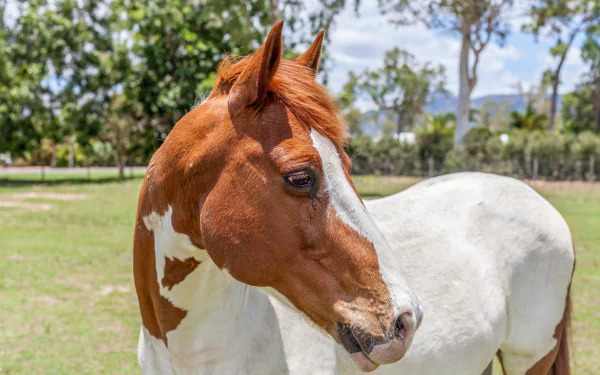 A close-up of a brown and white horse standing in a sunny grassy field, captured in 4K Ultra HD quality as a PC desktop wallpaper and background.