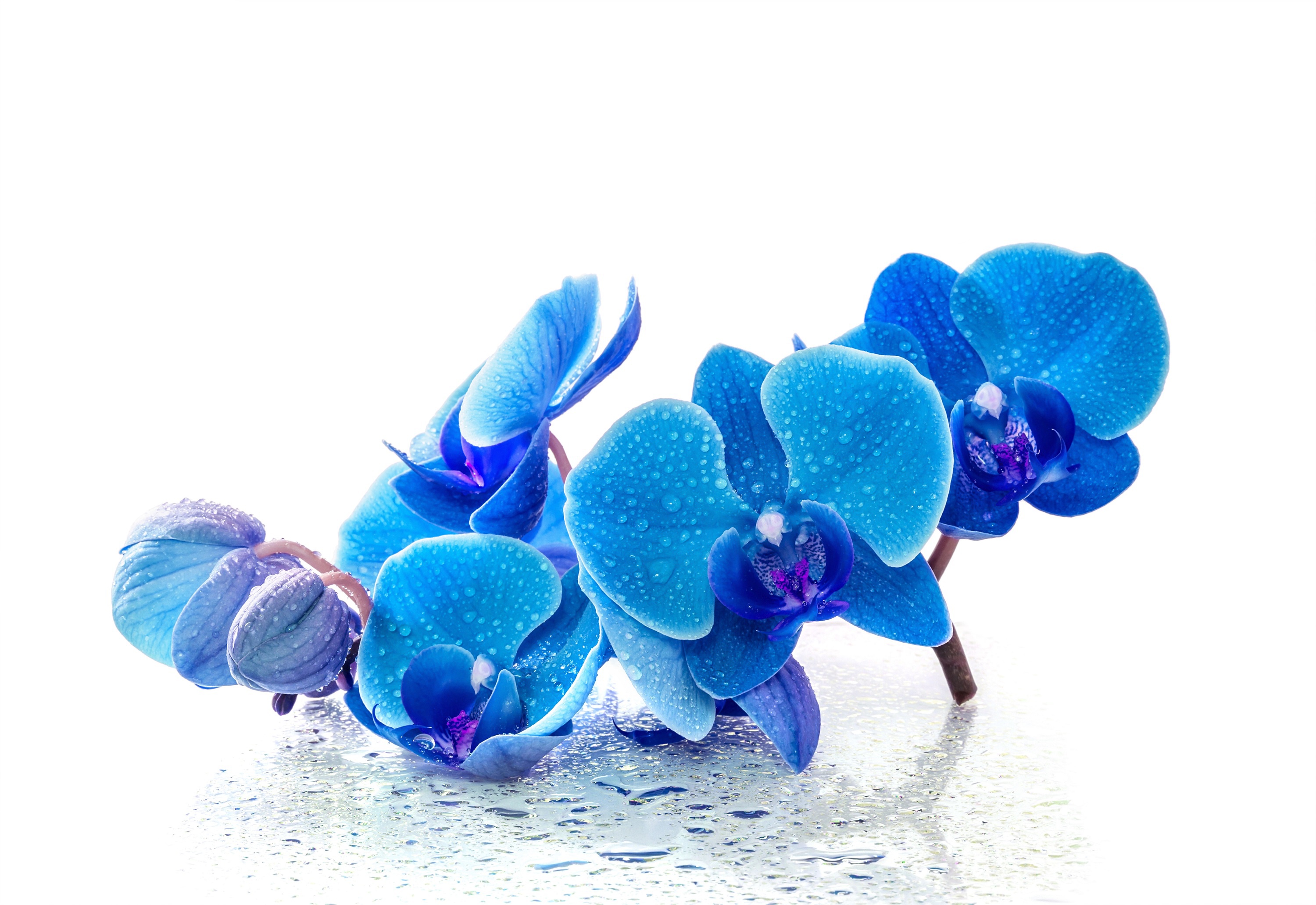 Download Blue Flower Water Drop Flower Nature Orchid HD Wallpaper