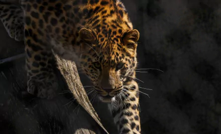 Animal leopard HD Desktop Wallpaper | Background Image