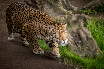 HD desktop wallpaper of a majestic jaguar stealthily walking near a tree root, with lush green grass and a natural forest background.
