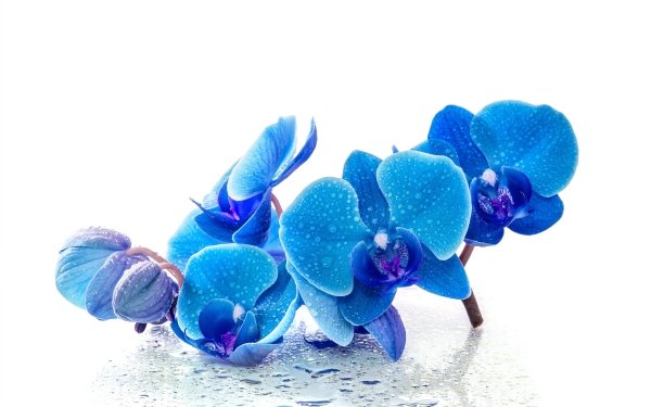 Nature Orchid Flowers Flower Water Drop Blue Flower HD Wallpaper | Background Image