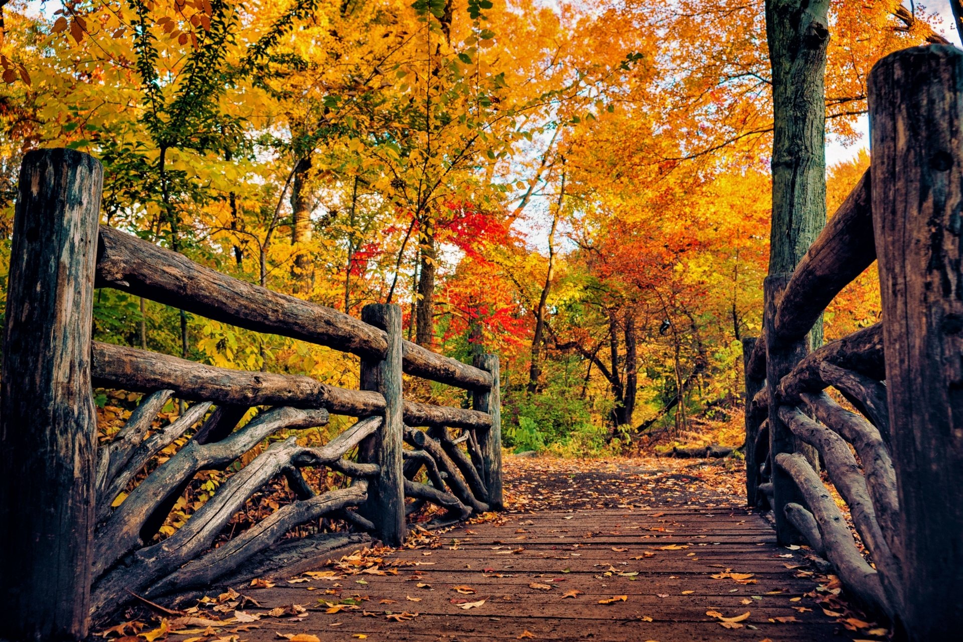 Download Tree Fall Wooden Man Made Bridge 4k Ultra HD Wallpaper