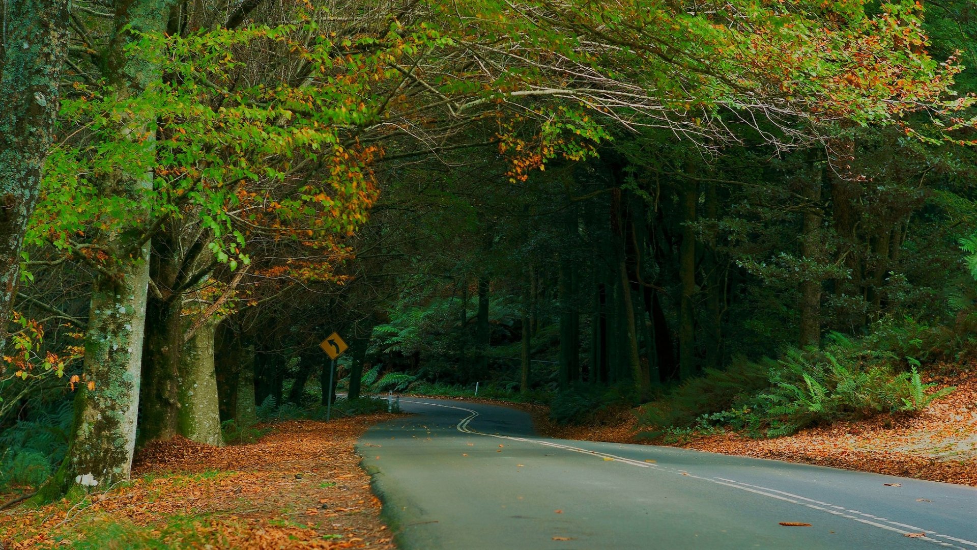 Download Canopy Green Fall Man Made Road HD Wallpaper
