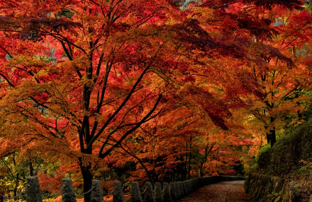 A vibrant fall park scene with a tree-lined walkway beside a stone wall, captured in sharp detail for a 4K Ultra HD desktop wallpaper.