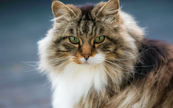 Close-up of a calico cat with striking green eyes, captured in high definition, showcasing the detailed fur and intense gaze against a blurred background.