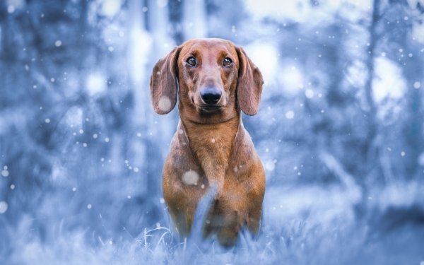 Animal Dachshund Dogs Dog Snowfall Depth Of Field HD Wallpaper | Background Image
